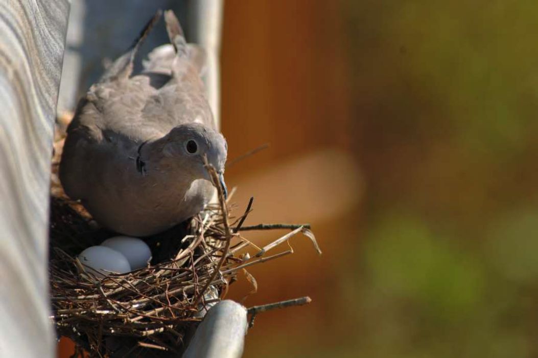 Nom de l'image : D2182968_1_(c)Norbert-JUNG — Description :